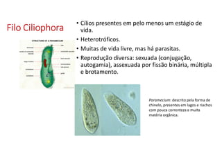 FiloFiloFiloFilo CiliophoraCiliophoraCiliophoraCiliophora
• Cílios presentes em pelo menos um estágio de
vida.
• Heterotróficos.
• Muitas de vida livre, mas há parasitas.
• Reprodução diversa: sexuada (conjugação,
autogamia), assexuada por fissão binária, múltipla
e brotamento.
Paramecium: descrito pela forma de
chinelo, presentes em lagos e riachos
com pouca correnteza e muita
matéria orgânica.
 