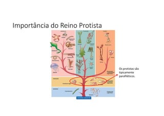Importância do Reino Protista
Os protistas são
tipicamente
parafiléticos.
 
