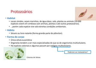ProtozoáriosProtozoáriosProtozoáriosProtozoários
• Habitat
• Locais úmidos, sejam marinhos, de água doce, solo, plantas ou animais (10.000
espécies vivem em simbiose com animais, plantas e até outros.protozoários).
• ...porém cada espécie vive sob estreitas condições ambientais.
• Hábito
• Sésseis ou livre-natante (forma grande parte do plâncton).
• Forma do corpo
• Única célula eucariótica
• Organelas tendem a ser mais especializadas do que as de organismos multicelulares.
• Há espécies coloniais e algumas passam por estágios multicelulares.
Poderiam ser metazoários?
Colonias de Volvox.
 
