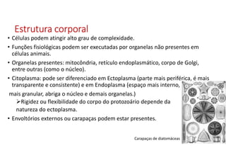Estrutura corporalEstrutura corporalEstrutura corporalEstrutura corporal
• Células podem atingir alto grau de complexidade.
• Funções fisiológicas podem ser executadas por organelas não presentes em
células animais.
• Organelas presentes: mitocôndria, retículo endoplasmático, corpo de Golgi,
entre outras (como o núcleo).
• Citoplasma: pode ser diferenciado em Ectoplasma (parte mais periférica, é mais
transparente e consistente) e em Endoplasma (espaço mais interno,
mais granular, abriga o núcleo e demais organelas.)
Rigidez ou flexibilidade do corpo do protozoário depende da
natureza do ectoplasma.
• Envoltórios externos ou carapaças podem estar presentes.
Carapaças de diatomáceas
 