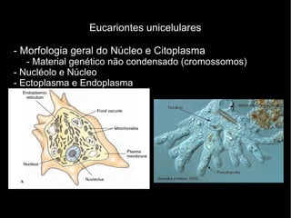 Eucariontes unicelulares
- Morfologia geral do Núcleo e Citoplasma
- Material genético não condensado (cromossomos)
- Nucléolo e Núcleo
- Ectoplasma e Endoplasma
 