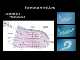 Eucariontes unicelulares
- Locomoção
- Pseudópodes
 