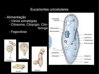 Eucariontes unicelulares
- Alimentação
- Várias estratégias
- Citosoma, Citopígio, Cito-
faringe
- Fagocitose
 