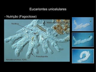 Eucariontes unicelulares
- Nutrição (Fagocitose)
 