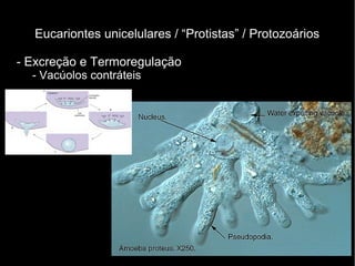 Eucariontes unicelulares / “Protistas” / Protozoários
- Excreção e Termoregulação
- Vacúolos contráteis
 