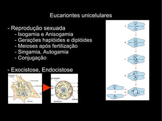 Eucariontes unicelulares
- Reprodução sexuada
- Isogamia e Anisogamia
- Gerações haplóides e diplóides
- Meioses após fertilização
- Singamia, Autogamia
- Conjugação
- Exocistose, Endocistose
 