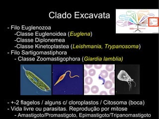 Clado Excavata
- Filo Euglenozoa
-Classe Euglenoidea (Euglena)
-Classe Diplonemea
-Classe Kinetoplastea (Leishmania, Trypanosoma)
- Filo Sartigomastiphora
- Classe Zoomastigophora (Giardia lamblia)
- +-2 flagelos / alguns c/ cloroplastos / Citosoma (boca)
- Vida livre ou parasitas. Reprodução por mitose
- Amastigoto/Promastigoto, Epimastigoto/Tripanomastigoto
 