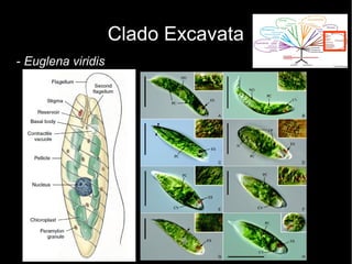 Clado Excavata
- Euglena viridis
 