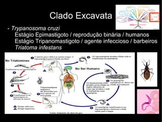 Clado Excavata
- Trypanosoma cruzi
Estágio Epimastigoto / reprodução binária / humanos
Estágio Tripanomastigoto / agente infeccioso / barbeiros
Triatoma infestans
 