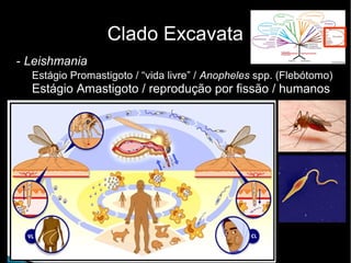 Clado Excavata
- Leishmania
Estágio Promastigoto / “vida livre” / Anopheles spp. (Flebótomo)
Estágio Amastigoto / reprodução por fissão / humanos
 