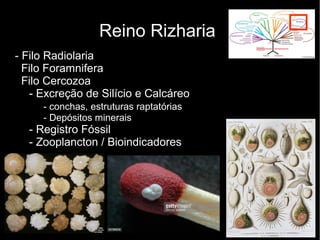 Reino Rizharia
- Filo Radiolaria
Filo Foramnifera
Filo Cercozoa
- Excreção de Silício e Calcáreo
- conchas, estruturas raptatórias
- Depósitos minerais
- Registro Fóssil
- Zooplancton / Bioindicadores
 