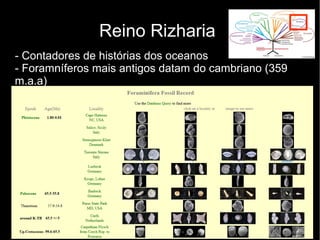 Reino Rizharia
- Contadores de histórias dos oceanos
- Foramníferos mais antigos datam do cambriano (359
m.a.a)
 
