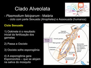Clado Alveolata
- Plasmodium falciparum - Malária
- ciclo com parte Sexuada (Anopheles) e Assexuada (humanos)
Ciclo Sexuado
1) Ookinete é o resultado
inicial da fertilização dos
gametas
2) Passa a Oocisto
3) Oocisto sofre esporogônia
4) A esporogônia gera
Esporozoítos – que se alojam
na saliva do mosquito
3
1
2
3
4
 