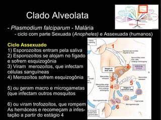 Clado Alveolata
- Plasmodium falciparum - Malária
- ciclo com parte Sexuada (Anopheles) e Assexuada (humanos)
Ciclo Assexuado
1) Esporozoítos entram pela saliva
2) Esporozoítos se alojam no fígado
e sofrem esquizogônia
3) Viram merozoítos, que infectam
células sanguíneas
4) Merozoítos sofrem esquizogônia
5) ou geram macro e microgametas
(que infectam outros mosquitos
6) ou viram trofozoítos, que rompem
As hemáceas e recomeçam a infes-
tação a partir do estágio 4
1
2
33
4
5
6
 