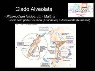 Clado Alveolata
- Plasmodium falciparum - Malária
- ciclo com parte Sexuada (Anopheles) e Assexuada (humanos)
 
