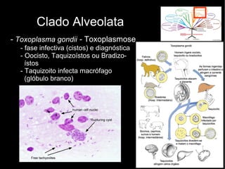 Clado Alveolata
- Toxoplasma gondii - Toxoplasmose
- fase infectiva (cistos) e diagnóstica
- Oocisto, Taquizoístos ou Bradizo-
ístos
- Taquizoito infecta macrófago
(glóbulo branco)
 