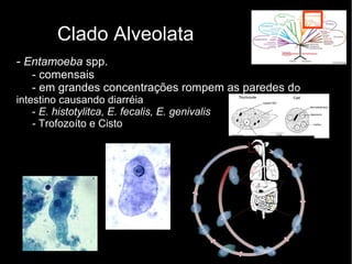 Clado Alveolata
- Entamoeba spp.
- comensais
- em grandes concentrações rompem as paredes do
intestino causando diarréia
- E. histotylitca, E. fecalis, E. genivalis
- Trofozoíto e Cisto
 