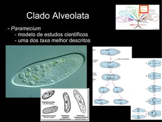 Clado Alveolata
- Paramecium
- modelo de estudos científicos
- uma dos taxa melhor descritos
 