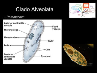 Clado Alveolata
- Paramecium
 