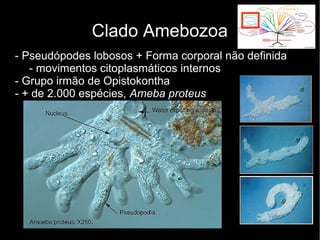 Clado Amebozoa
- Pseudópodes lobosos + Forma corporal não definida
- movimentos citoplasmáticos internos
- Grupo irmão de Opistokontha
- + de 2.000 espécies, Ameba proteus
 