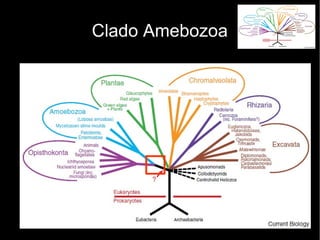 Clado Amebozoa
 