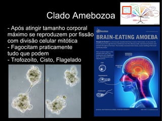 Clado Amebozoa
- Após atingir tamanho corporal
máximo se reproduzem por fissão
com divisão celular mitótica
- Fagocitam praticamente
tudo que podem
- Trofozoíto, Cisto, Flagelado
 