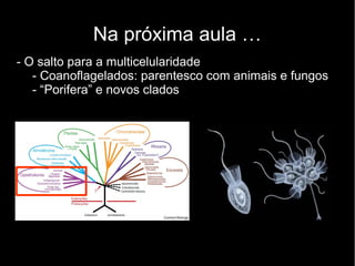 Na próxima aula …
- O salto para a multicelularidade
- Coanoflagelados: parentesco com animais e fungos
- “Porifera” e novos clados
 