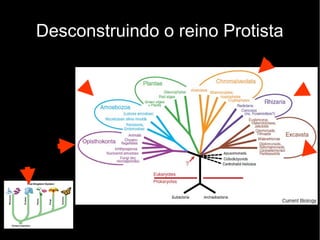 Desconstruindo o reino Protista
 