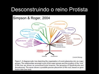 Desconstruindo o reino Protista
Simpson & Roger, 2004
 