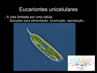 Eucariontes unicelulares
- A vida limitada por uma célula
Soluções para alimentação, locomoção, reprodução...
 
