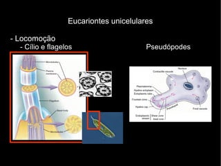 Eucariontes unicelulares
- Locomoção
- Cílio e flagelos Pseudópodes
 