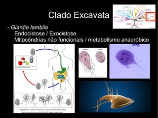 Clado Excavata
- Giardia lamblia
Endocistose / Exocistose
Mitocôndrias não funcionais / metabolismo anaeróbico
 