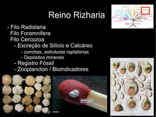 Reino Rizharia
- Filo Radiolaria
Filo Foramnifera
Filo Cercozoa
- Excreção de Silício e Calcáreo
- conchas, estruturas rap...