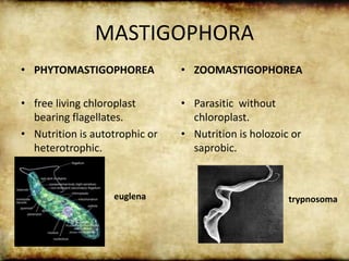 MASTIGOPHORA
• PHYTOMASTIGOPHOREA
• free living chloroplast
bearing flagellates.
• Nutrition is autotrophic or
heterotrophic.
• ZOOMASTIGOPHOREA
• Parasitic without
chloroplast.
• Nutrition is holozoic or
saprobic.
euglena trypnosoma
 