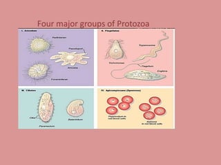 Types Of Protozoa Diagram
