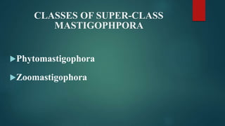 CLASSES OF SUPER-CLASS
MASTIGOPHPORA
Phytomastigophora
Zoomastigophora
 
