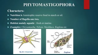 PHYTOMASTIGOPHORA
Characters-
 Nutrition is Autotrophic reserve food in starch or oil.
 Number of flagella one two.
 Habitat mainly aquatic : fresh or marine.
 Examples: Chrysamoeba, Volvox, Noctiluca, Euglena etc.
Euglena
 