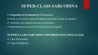 SUPER-CLASS SARCODINA
 Organelles of locomotion by Pseudopodia.
 Body is covered by generally plasma-membrane. Some are shelled.
 Generally one nucleus but many in pelomyxa.
 Reproduction is asexual by binary fission [irregular].
SUPER-CLASS SARCODINA DIVIDED INTO TWO CLASS
 Class Rhizopodea
 Class Actinopodea
 