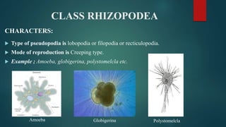 CLASS RHIZOPODEA
CHARACTERS:
 Type of pseudopodia is lobopodia or filopodia or recticulopodia.
 Mode of reproduction is Creeping type.
 Example ; Amoeba, globigerina, polystomelcla etc.
Amoeba Polystomelcla
Globigerina
 