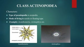 CLASS ACTINOPODEA
Characters:
 Type of pseudopodia is axopodia.
 Mode of living is sessile or floating type.
 Example; Acanthometra, Actinophrys etc.
Actinophrys
Acanthometra
 