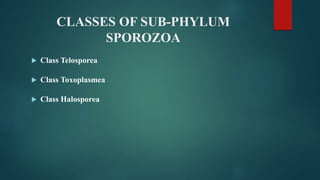 CLASSES OF SUB-PHYLUM
SPOROZOA
 Class Telosporea
 Class Toxoplasmea
 Class Halosporea
 
