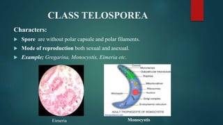 CLASS TELOSPOREA
Characters:
 Spore are without polar capsule and polar filaments.
 Mode of reproduction both sexual and asexual.
 Example; Gregarina, Monocystis, Eimeria etc.
Monocystis
Eimeria
 