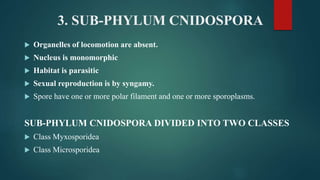 3. SUB-PHYLUM CNIDOSPORA
 Organelles of locomotion are absent.
 Nucleus is monomorphic
 Habitat is parasitic
 Sexual reproduction is by syngamy.
 Spore have one or more polar filament and one or more sporoplasms.
SUB-PHYLUM CNIDOSPORA DIVIDED INTO TWO CLASSES
 Class Myxosporidea
 Class Microsporidea
 