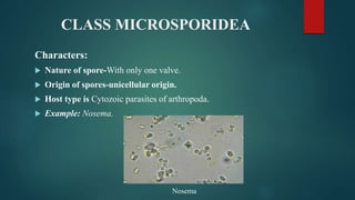 CLASS MICROSPORIDEA
Characters:
 Nature of spore-With only one valve.
 Origin of spores-unicellular origin.
 Host type is Cytozoic parasites of arthropoda.
 Example: Nosema.
Nosema
 