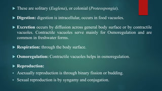  These are solitary (Euglena), or colonial (Proteospongia).
 Digestion: digestion is intracellular, occurs in food vacuoles.
 Excretion occurs by diffusion across general body surface or by contractile
vacuoles. Contractile vacuoles serve mainly for Osmoregulation and are
common in freshwater forms.
 Respiration: through the body surface.
 Osmoregulation: Contractile vacuoles helps in osmoregulation.
 Reproduction:
 Asexually reproduction is through binary fission or budding.
 Sexual reproduction is by syngamy and conjugation.
 