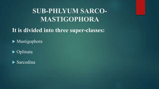 SUB-PHLYUM SARCO-
MASTIGOPHORA
It is divided into three super-classes:
 Mastigophora
 Oplinata
 Sarcodina
 