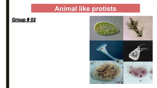 Animal like protists
Group # 02
 