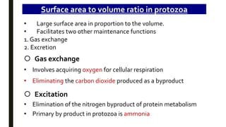 • Large surface area in proportion to the volume.
• Facilitates two other maintenance functions
1. Gas exchange
2. Excretion
Surface area to volume ratio in protozoa
 Gas exchange
• Involves acquiring oxygen for cellular respiration
• Eliminating the carbon dioxide produced as a byproduct
 Excitation
• Elimination of the nitrogen byproduct of protein metabolism
• Primary by product in protozoa is ammonia
 