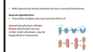 • Both asexual and sexual reproduction occur among the protozoa.
Asexual reproduction:
• One of the simplest and most common forms of
asexual reproduction is binary
fission (distributed into two
similar-sized individuals, may be
longitudinal or transverse)
 
