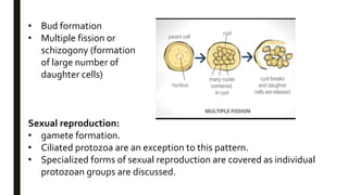 Sexual reproduction:
• gamete formation.
• Ciliated protozoa are an exception to this pattern.
• Specialized forms of sexual reproduction are covered as individual
protozoan groups are discussed.
• Bud formation
• Multiple fission or
schizogony (formation
of large number of
daughter cells)
 